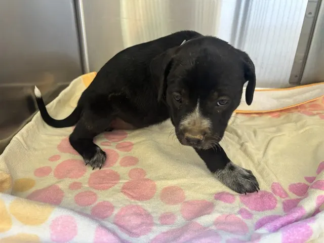 Adoptable Dog