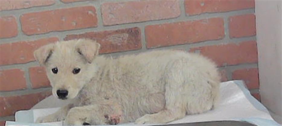 Adoptable Dog