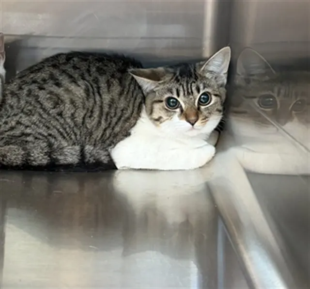 Adoptable Cat