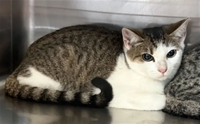 Adoptable Cat