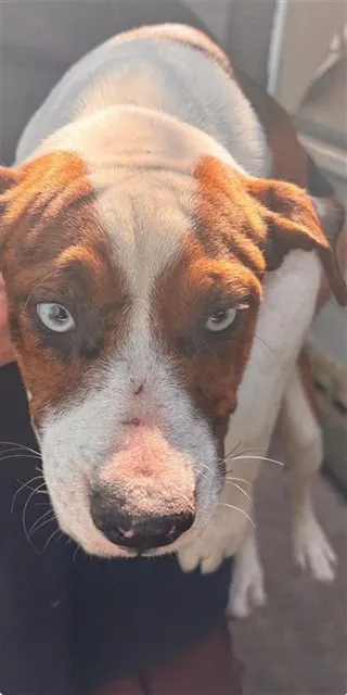 Adoptable Dog