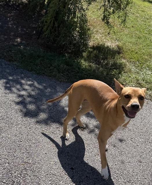 Adoptable Dog