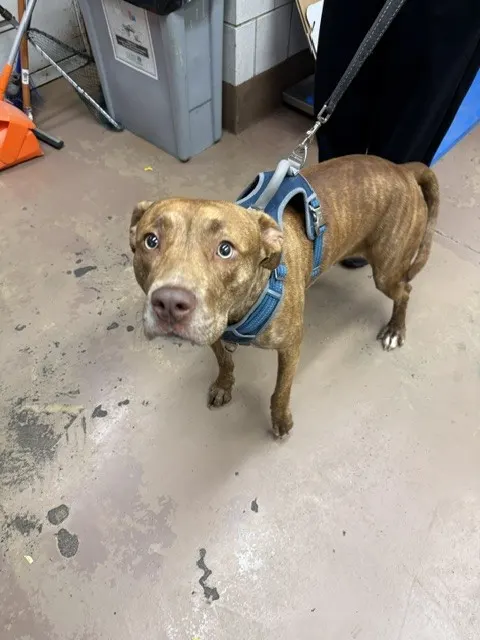 Adoptable Dog