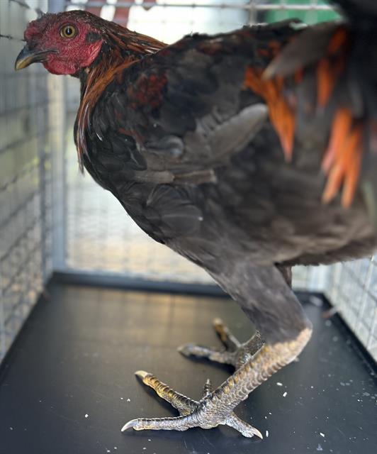 Adoptable Bird