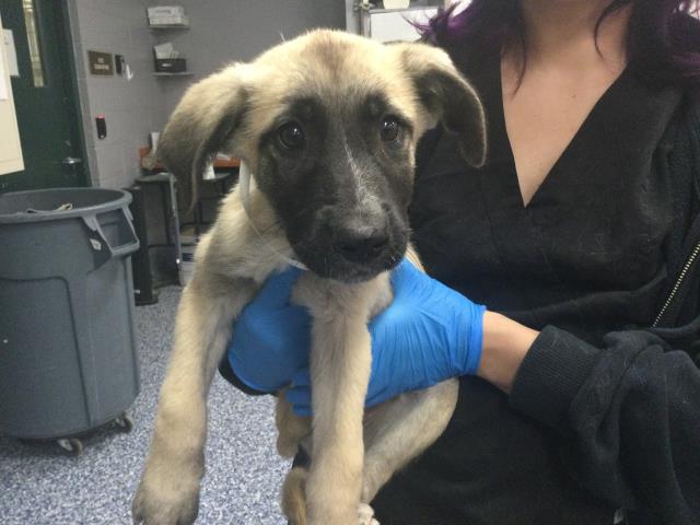 Adoptable Dog