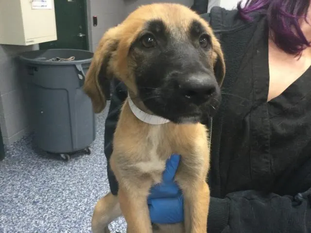 Adoptable Dog