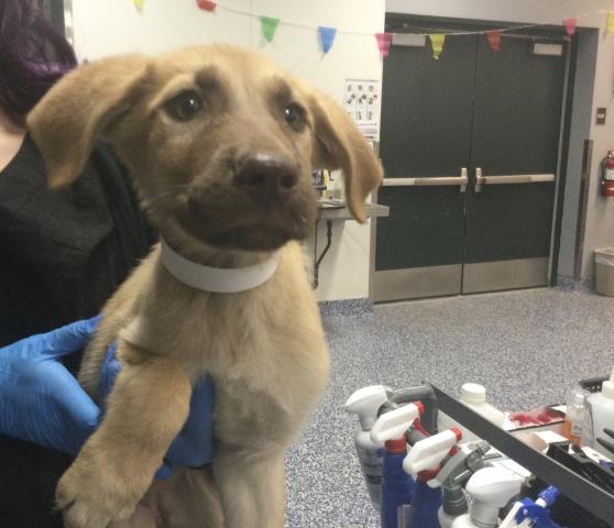 Adoptable Dog