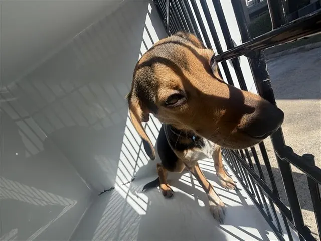 Adoptable Dog