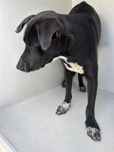 Adoptable Dog