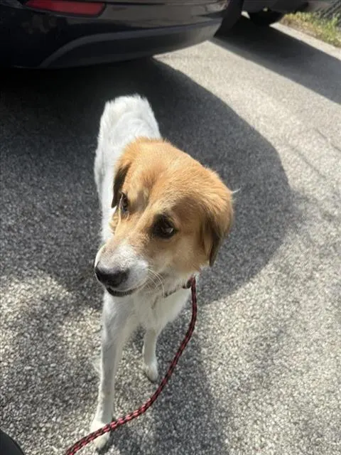 Adoptable Dog