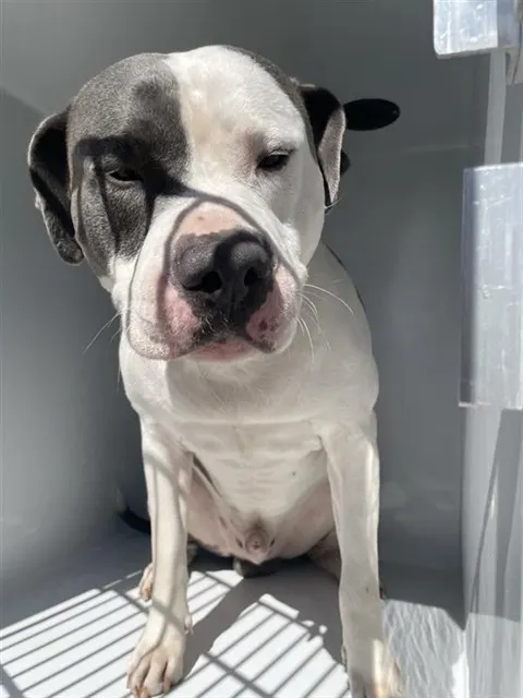 Adoptable Dog
