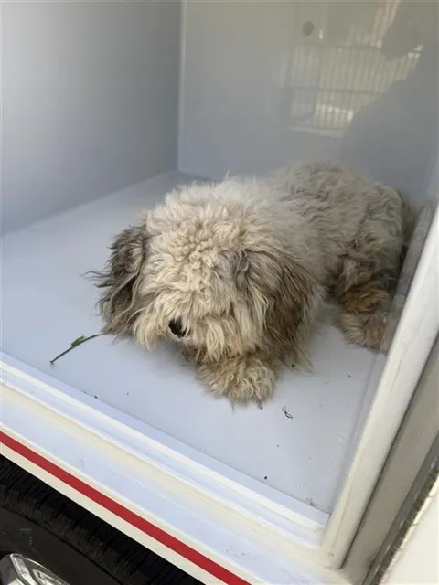 Adoptable Dog