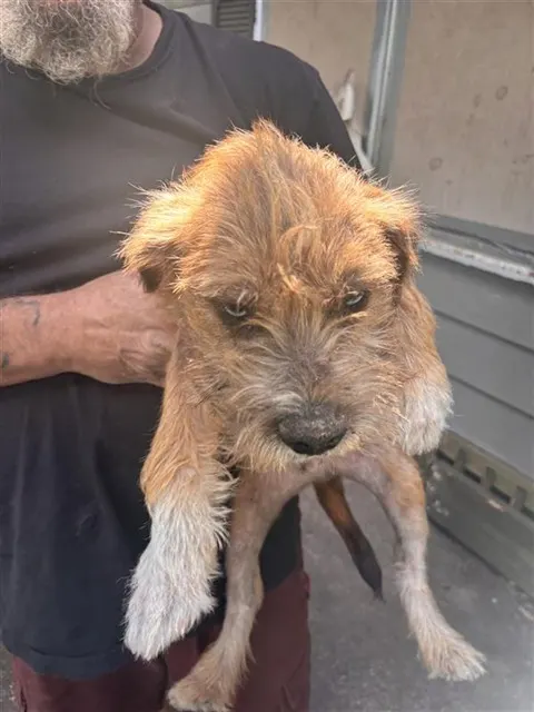 Adoptable Dog