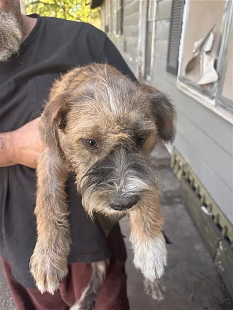 Adoptable Dog