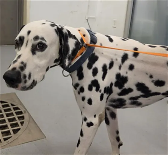 Pongo