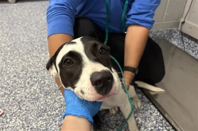 Adoptable Dog