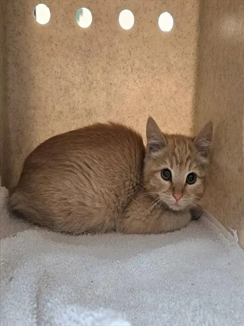 Adoptable Cat
