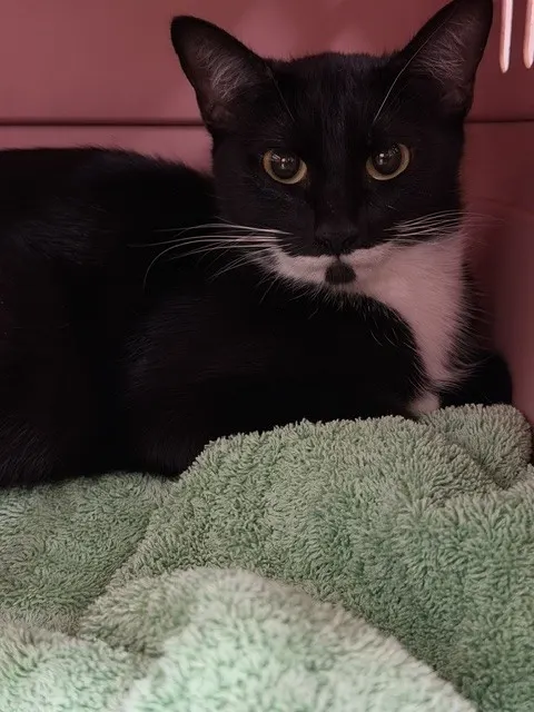 Adoptable Cat