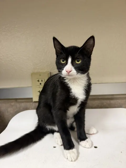 Adoptable Cat