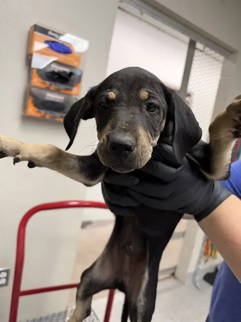 Adoptable Dog