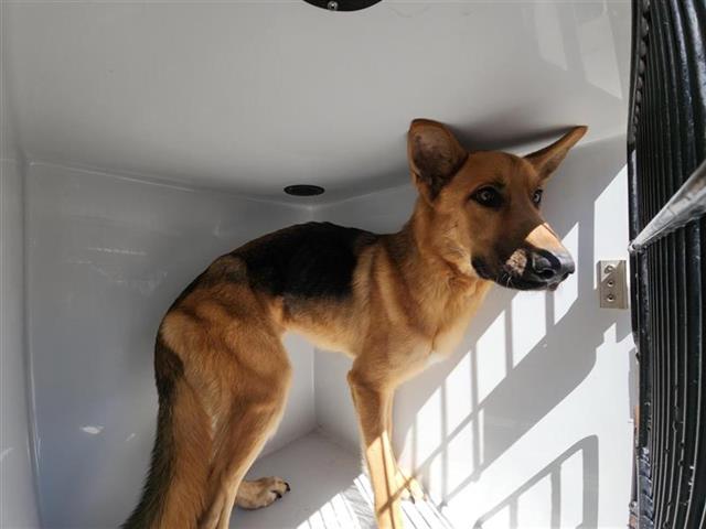 Adoptable Dog