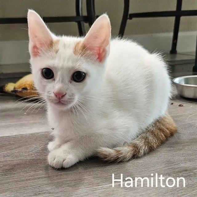 Hamilton