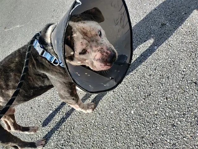 Adoptable Dog