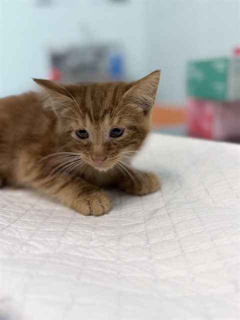 Clyde