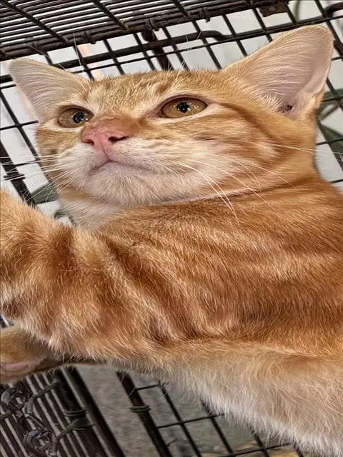 Adoptable Cat
