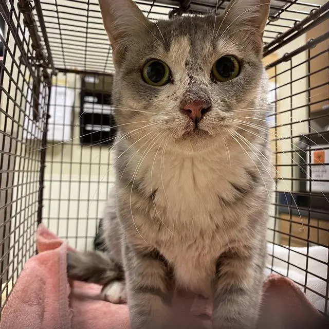 Adoptable Cat