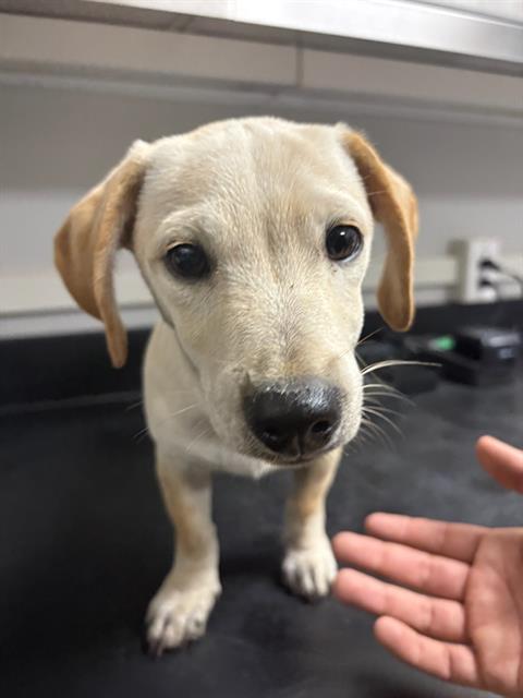 Adoptable Dog