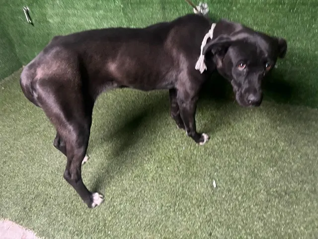 Daisy