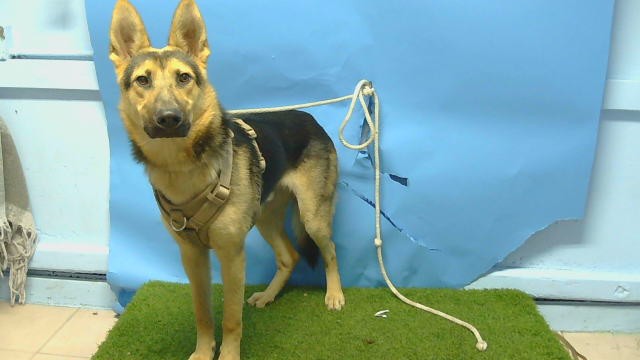 Adoptable Dog
