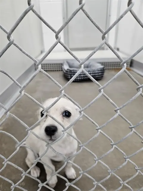 Adoptable Dog
