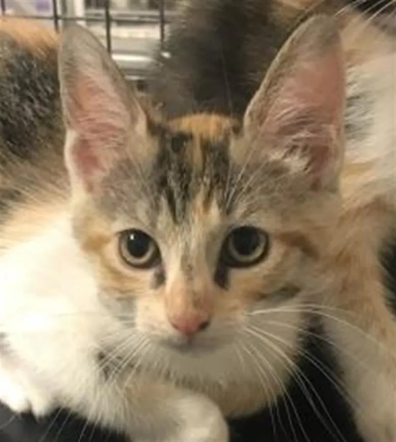 Adoptable Cat