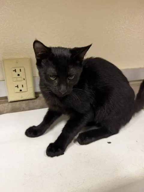 Adoptable Cat