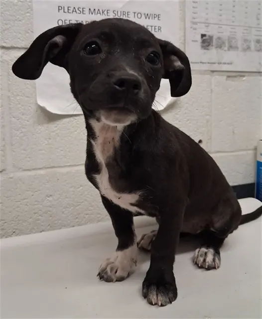 Adoptable Dog