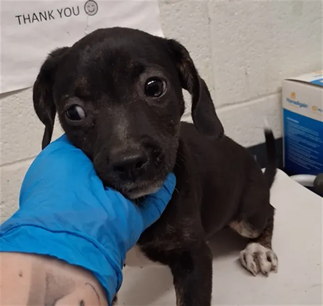 Adoptable Dog