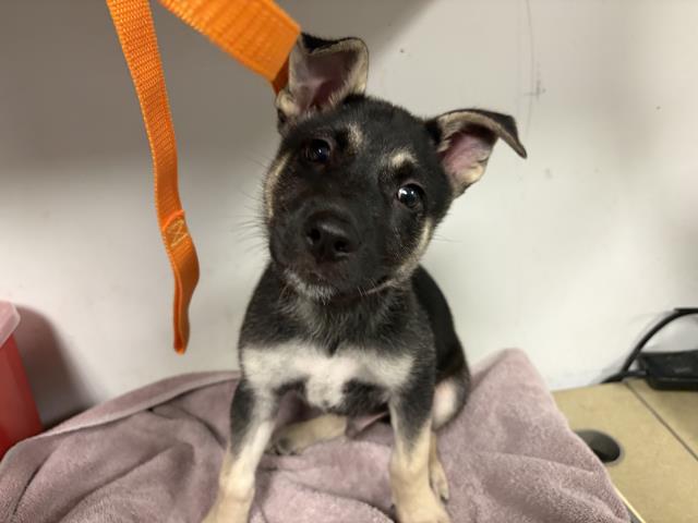 Adoptable Dog