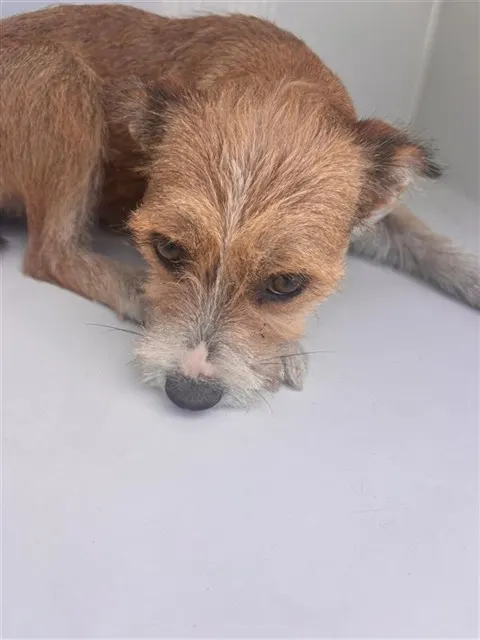 Adoptable Dog