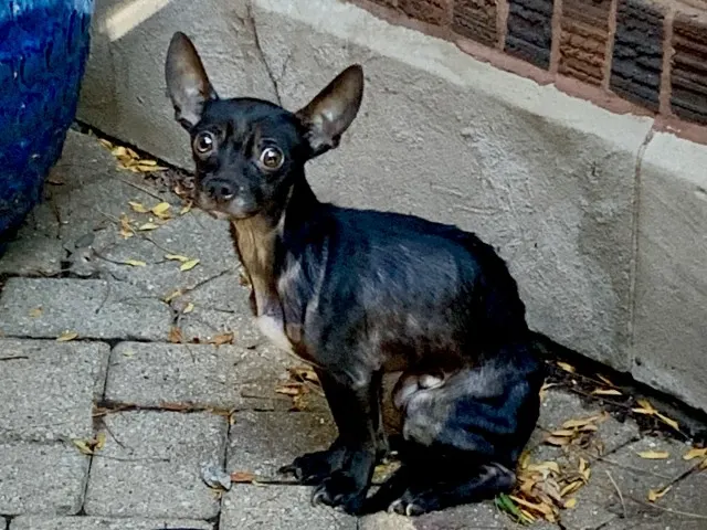 Adoptable Dog