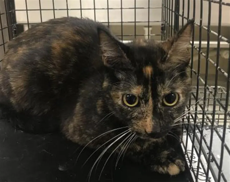 Adoptable Cat