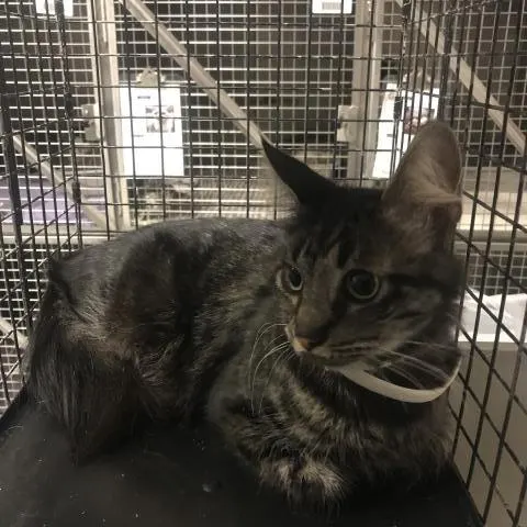 Adoptable Cat