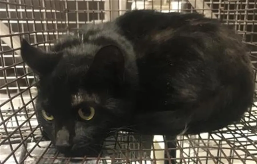 Adoptable Cat