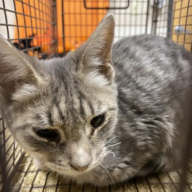 Adoptable Cat