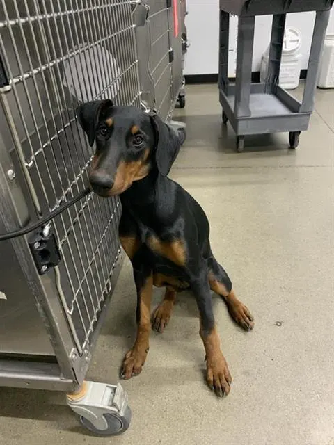 Adoptable Dog