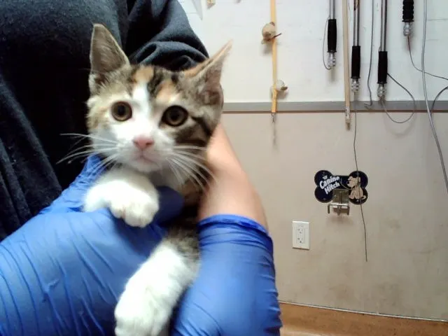 Adoptable Cat