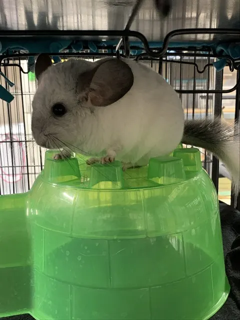 Sweetpea