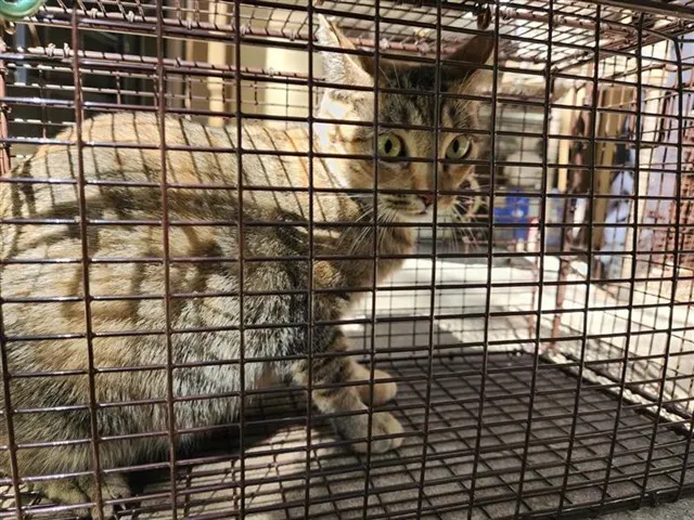 Adoptable Cat