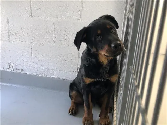 Adoptable Dog
